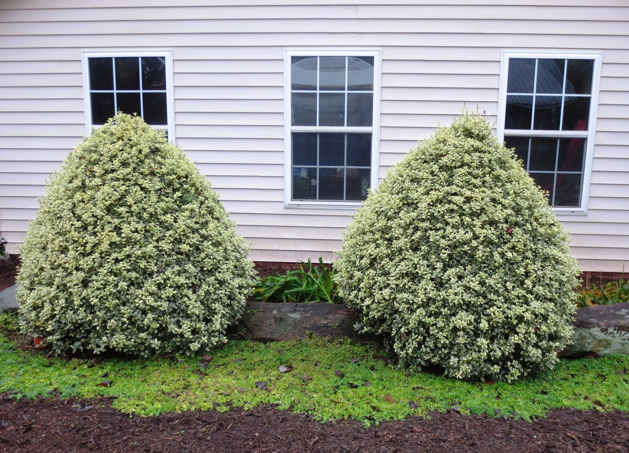 Osmanthus — Gardening Hints for the Southeast / Gardening In The